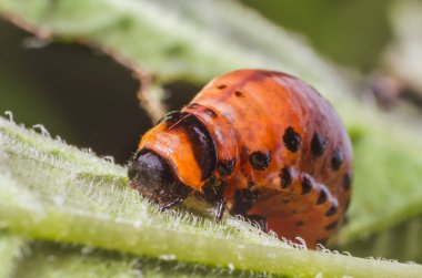 Colorado Patates böceği kırmızı larva patates yaprakları yiyor