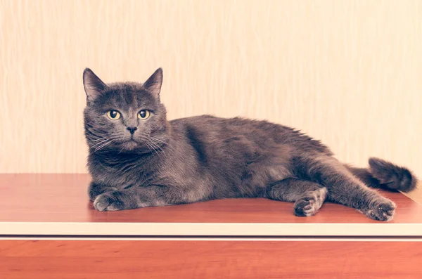 A gray cat is lying on the dresser — Stock Photo, Image