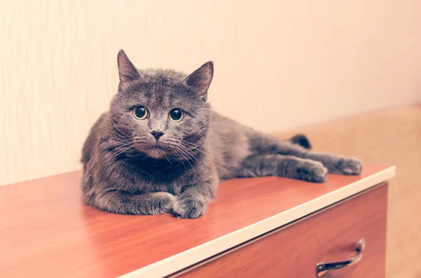 A gray cat is lying on the dresser — Stock Photo, Image