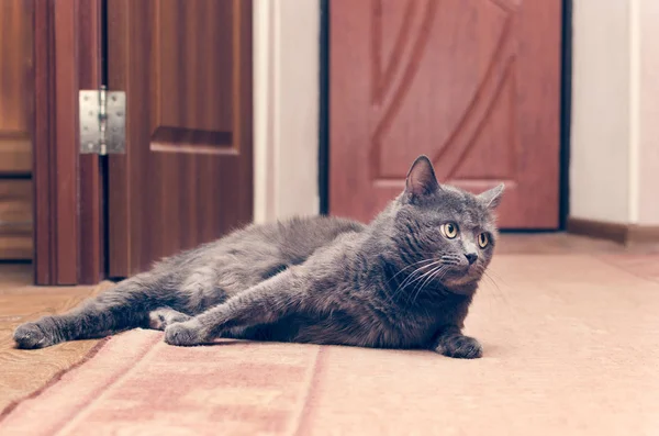 Gray cat lying on the floor — Stock Photo, Image