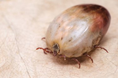 Bir kuru yaprak üzerinde oturan kan dolu kene