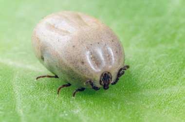 Tehlikeli bir parazit ve enfeksiyon taşıyıcı mayt yeşil bir yaprağın üzerinde oturuyor.