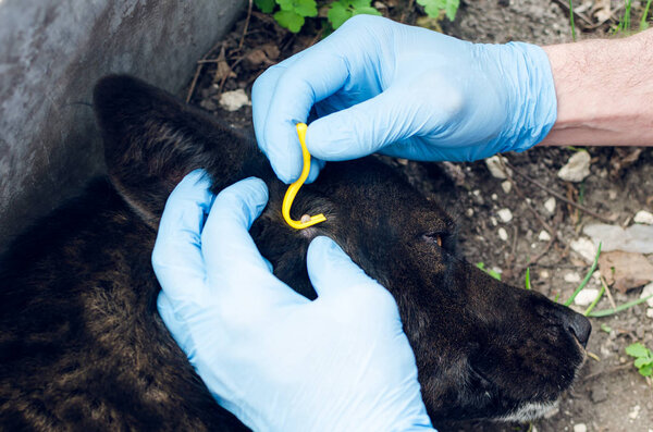 Human hands in blue gloves remove the tick with the hook of the dog