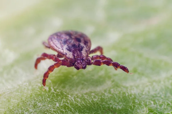 A dangerous parasite and infection carrier mite sitting on a green leaf — Stock Photo, Image