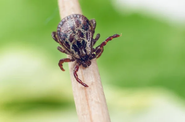 Ein gefährlicher Parasit und Überträger einer Milbeninfektion auf einem Ast — Stockfoto