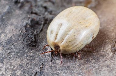 Tehlikeli bir parazit ve enfeksiyon, bir kene bir ağaç kabuğu üzerinde oturan kan dolu bir taşıyıcı