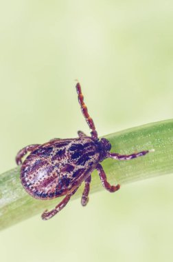 Tehlikeli bir parazit ve enfeksiyon taşıyıcı mayt yeşil bir yaprağın üzerinde oturuyor.
