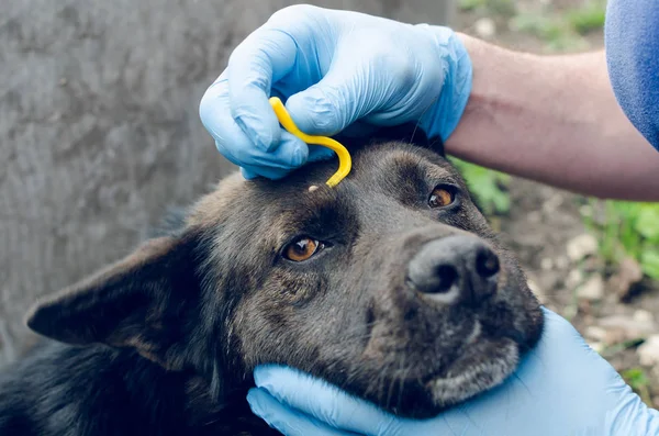 Las manos humanas en guantes azules quitan la garrapata con el gancho del perro — Foto de Stock