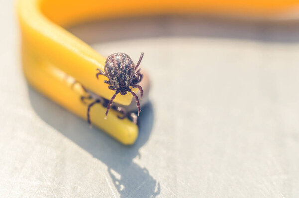 Mite crawling on a yellow tweezers for removing ticks