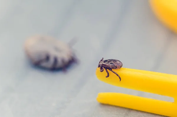 Mite crawling on a yellow tweezers for removing ticks — Stock Photo, Image