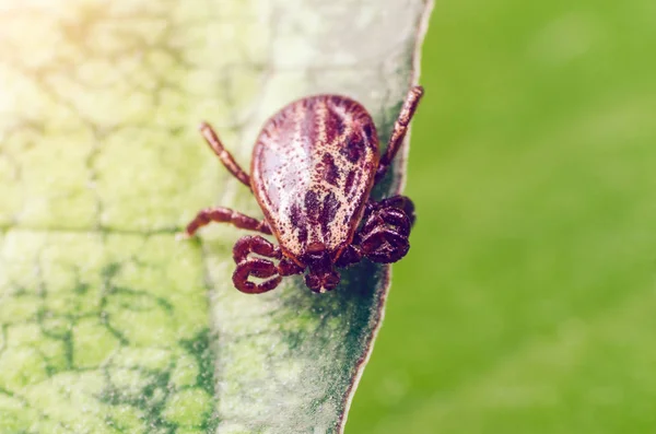 녹색 잎 위에 앉아 있는 위험 한 기생충 과 감염 매개체 진드기 — 스톡 사진