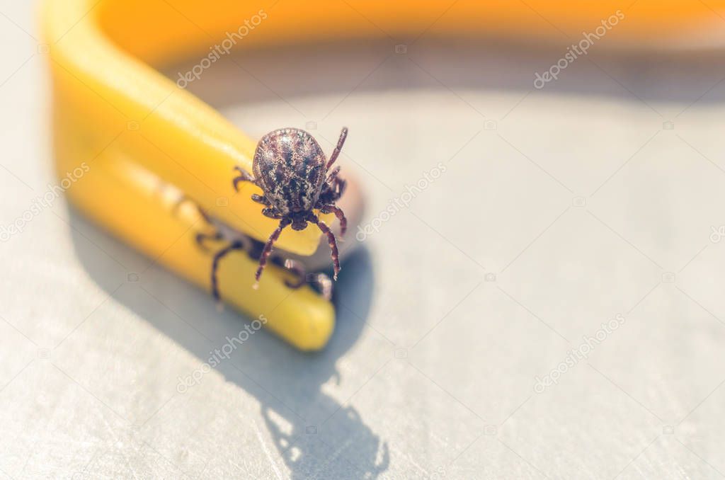 Mite crawling on a yellow tweezers for removing ticks