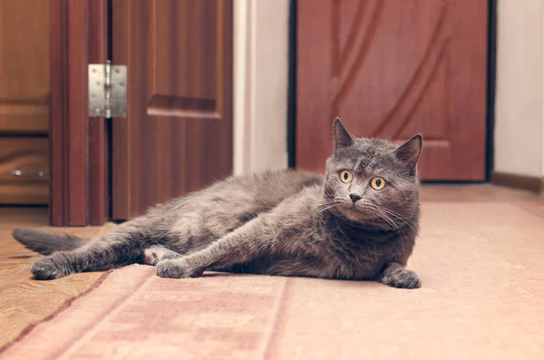 Gray cat lying on the floor — Stock Photo, Image