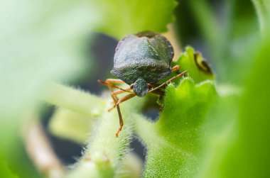 Yeşil Kalkan Böceği Palomena prasina