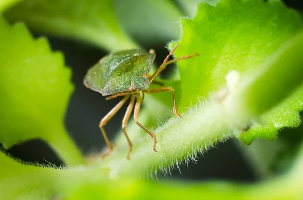 Green shield bug Palomena prasina — Stock Photo, Image