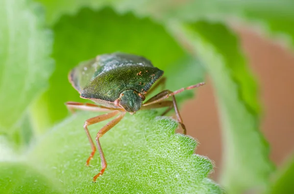 Green shield bug Palomena prasina