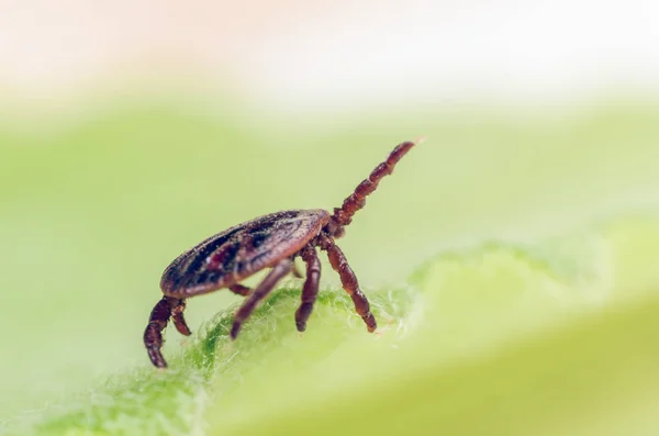 Un parasite dangereux et un acarien vecteur d'infection assis sur une feuille verte — Photo