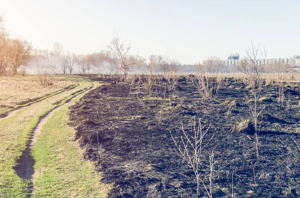 Erba secca bruciata nel campo — Foto Stock