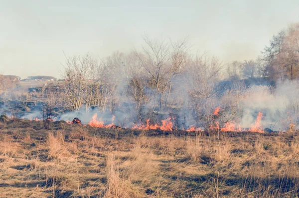 Огонь сухой травы в поле — стоковое фото