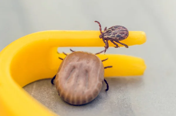 Acariens rampant sur une pince à épiler jaune pour enlever les tiques — Photo