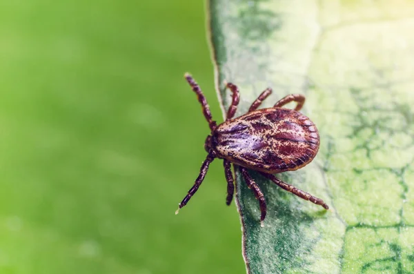 Um parasita perigoso e ácaro portador de infecção sentado em uma folha verde — Fotografia de Stock