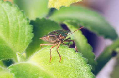 Yeşil Kalkan Böceği Palomena prasina