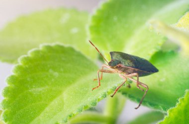 Yeşil Kalkan Böceği Palomena prasina