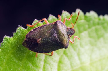 Yeşil Kalkan Böceği Palomena prasina