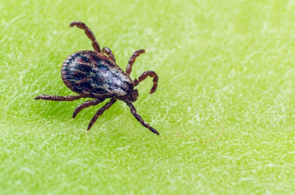 Eine gefährliche Parasiten- und Infektionsträgermilbe sitzt auf einem grünen Blatt — Stockfoto