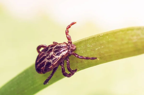 Eine gefährliche Parasiten- und Infektionsträgermilbe sitzt auf einem grünen Blatt — Stockfoto