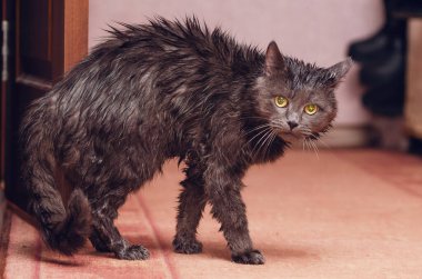 Duştan sonra ıslak bir kediye kızgın bir bakış.