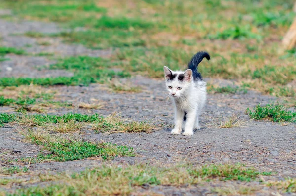 Pequeño solitario sin hogar gatito camina en la calle — Foto de Stock