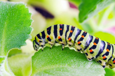 Machaon 'un Caterpillar 'ı yeşil yaprakların üzerine sürünüyor, yakın çekim
