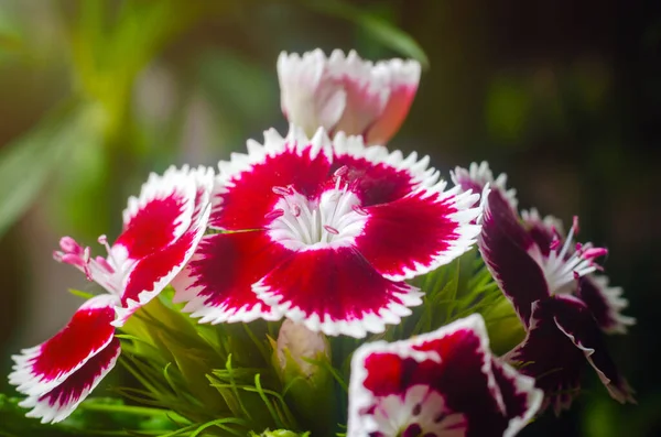 Beautiful multicolored flowers of Turkish carnation growing in a summer sunny garden close-up — Stock Photo, Image