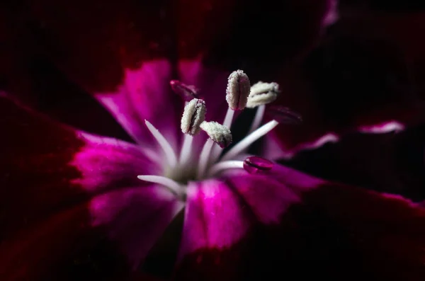 在夏日阳光普照的花园里生长的土耳其康乃馨雄蕊的花粉 — 图库照片