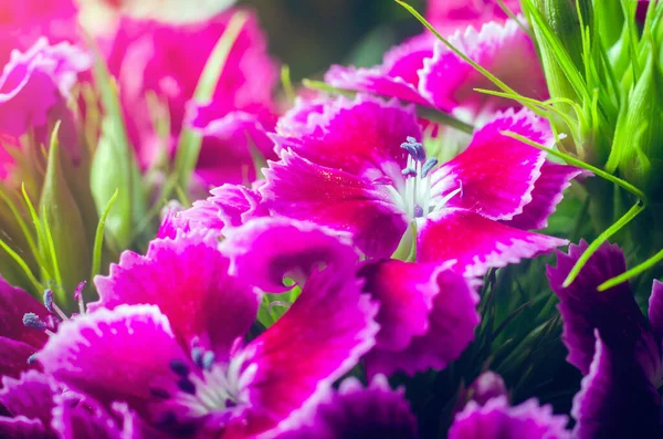 Hermosas flores multicolores de clavel turco creciendo en un jardín soleado de verano de cerca — Foto de stock gratis