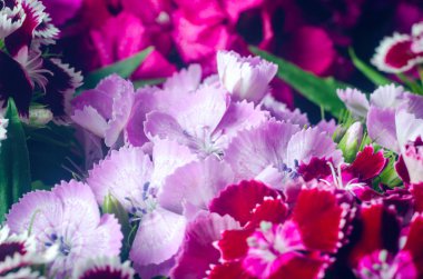 Yazın güneşli bir bahçede yetişen çok renkli Türk karanfili çiçekleri.