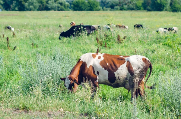 Špinavé krávy jsou v poli na zelené trávě — Stock fotografie