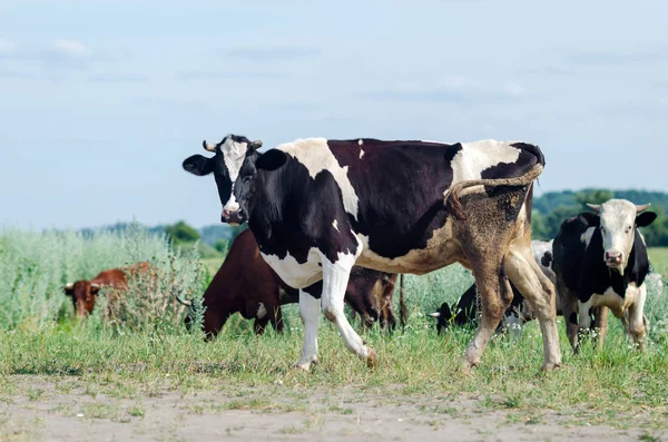 Krávy pasou na poli na zelené trávě — Stock fotografie
