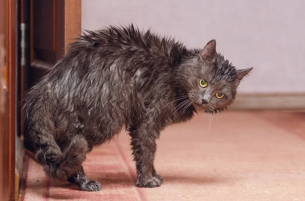 샤워 한 후에 젖은 고양이의 성난 모습 — 스톡 사진