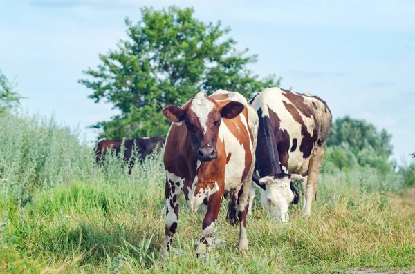 Krávy pasou na poli na zelené trávě — Stock fotografie