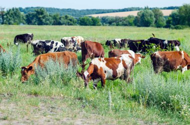 İnekler yeşil çimlerin üzerinde otlar.