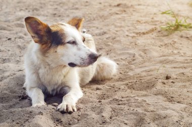 Kumda yatan üzgün bir sokak köpeği