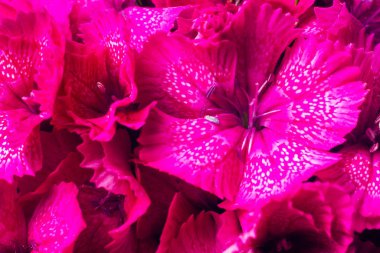 Yazın güneşli bir bahçede yetişen çok renkli Türk karanfili çiçekleri.