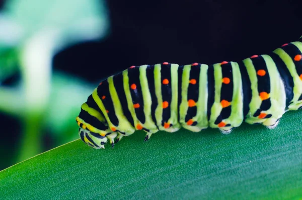 Lagarta da Machaon rastejando em folhas verdes, close-up — Fotografia de Stock