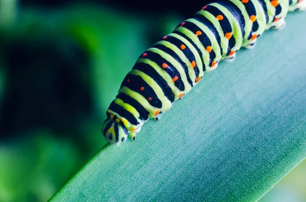 Oruga del Machaon arrastrándose sobre hojas verdes, primer plano —  Fotos de Stock