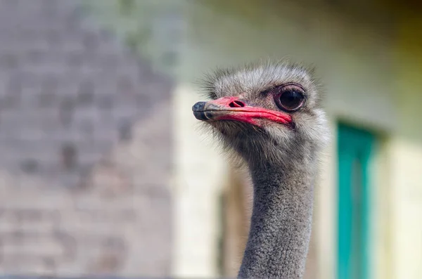 Portrait of an ostrich on a chicken farm