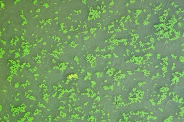 Gölün yüzeyinde çiçek açan algler, arka plan dokusu