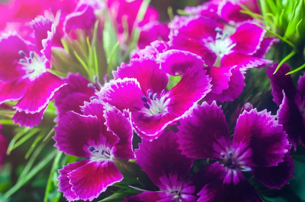 Красивые разноцветные цветы турецкой гвоздики, растущие в летнем солнечном саду крупным планом — стоковое фото