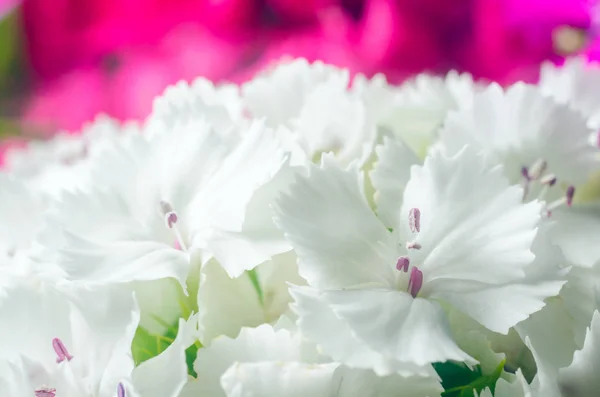 Beautiful multicolored flowers of Turkish carnation growing in a summer sunny garden close-up — Stock Photo, Image